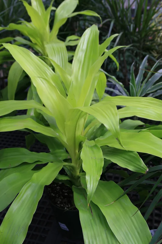 Janet Craig Dracaena (Dracaena deremensis)