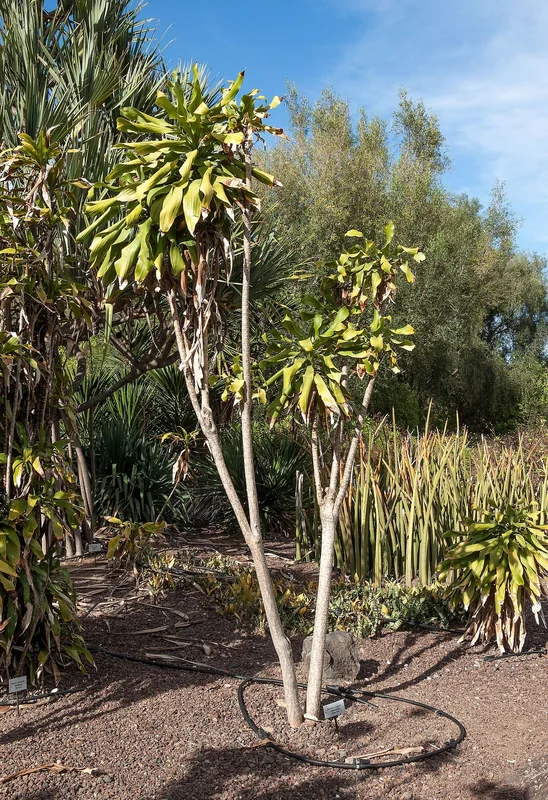 Corn plant (Dracaena fragrans)