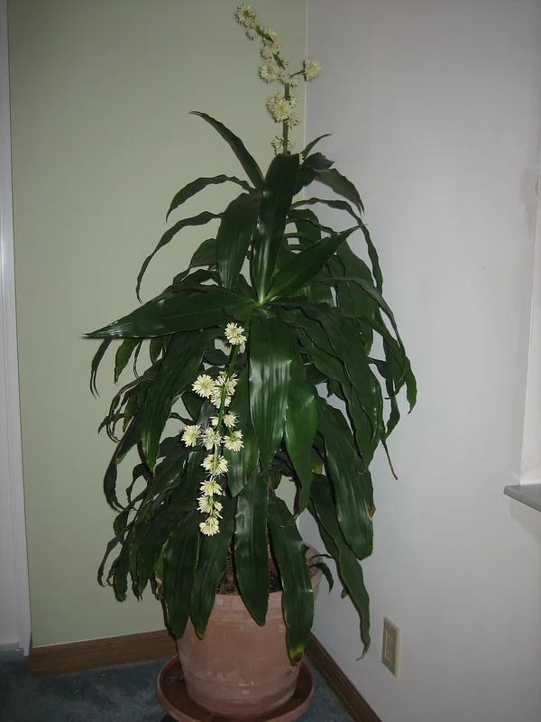 Janet Craig (Dracaena fragrans Janet Craig)