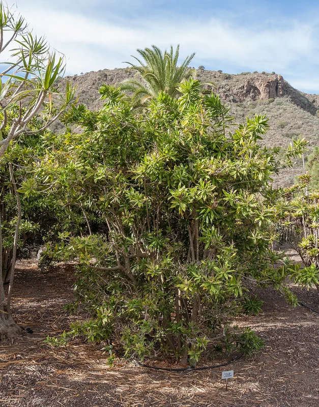 Song of India (Dracaena reflexa)