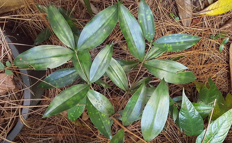 Gold Dust Dracaena (Dracaena surculosa)
