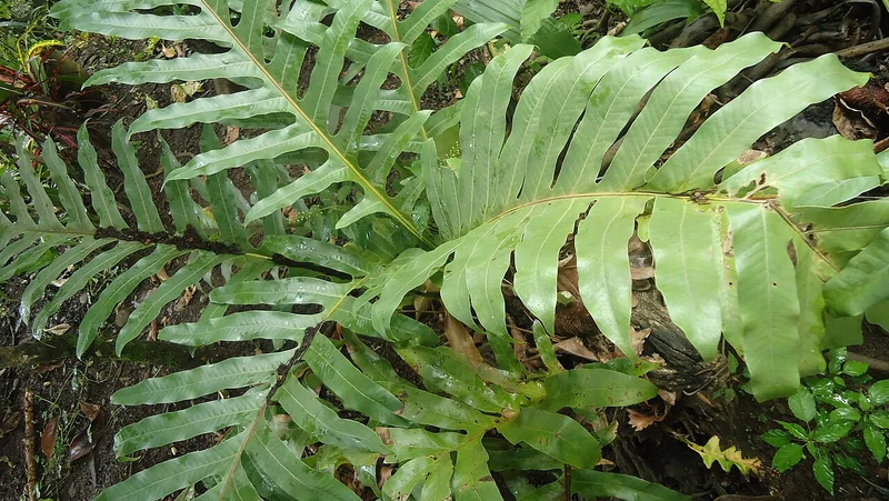Drynaria quercifolia showing both the brown papery nest fronds and tall deeply lobed green foliage fronds