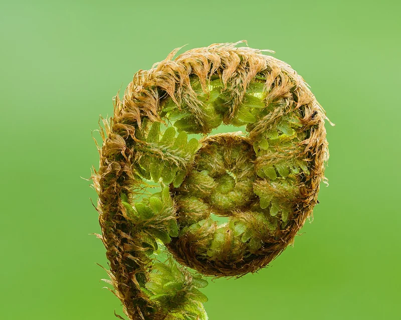 Dryopteris filix-mas male fern with bold arching bipinnate fronds