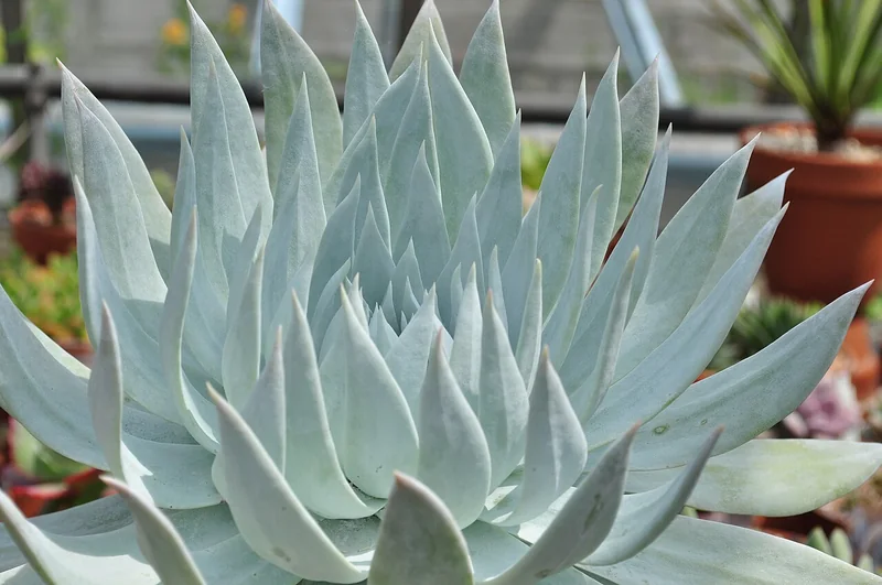 Britton's Dudleya (Dudleya brittonii)