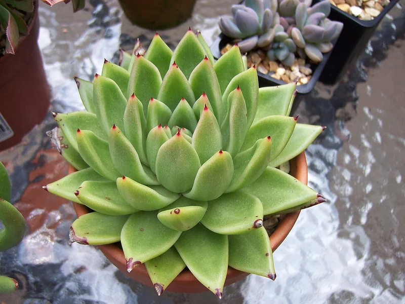 Lipstick echeveria (Echeveria agavoides)