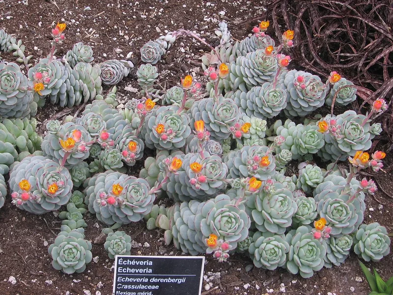 Painted Lady (Echeveria derenbergii)
