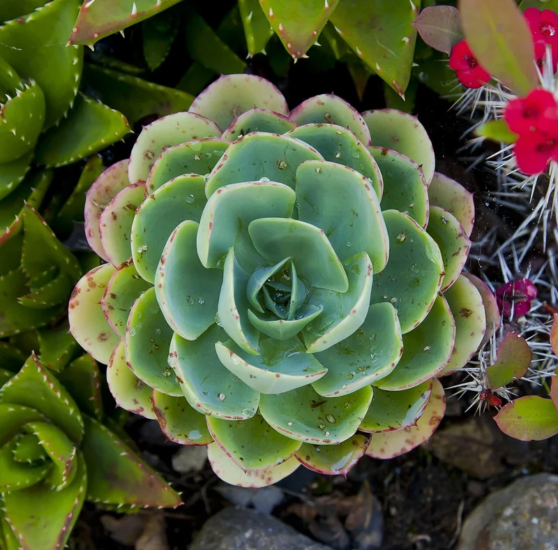 Mexican snowball (Echeveria elegans)