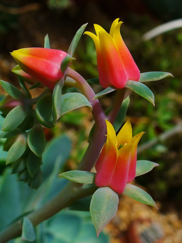 Giant echeveria (Echeveria gibbiflora)