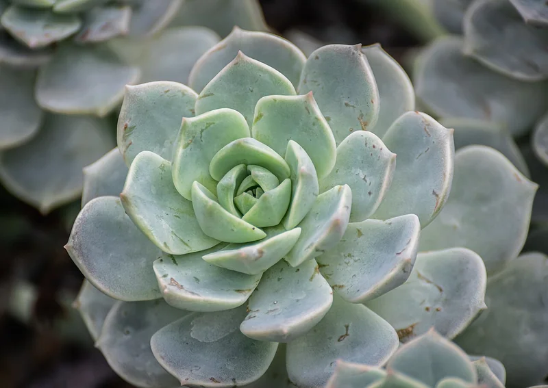 Plush plant echeveria (Echeveria harmsii)