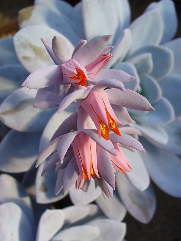 Lau's Echeveria (Echeveria laui)
