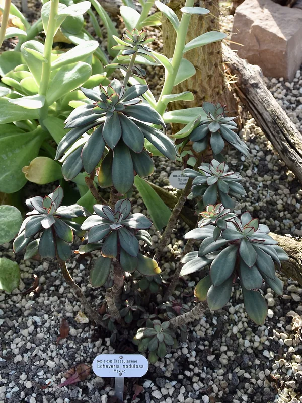 Painted Echeveria (Echeveria nodulosa)
