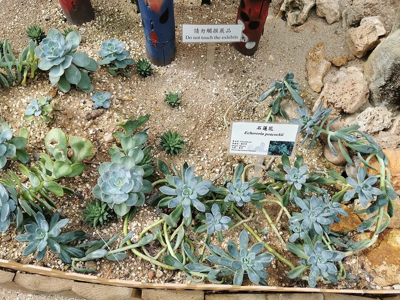 Peacock echeveria (Echeveria peacockii)