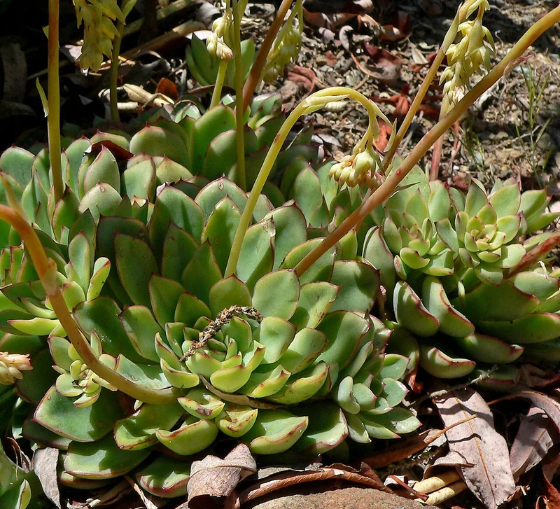Pulido's echeveria (Echeveria pulidonis)