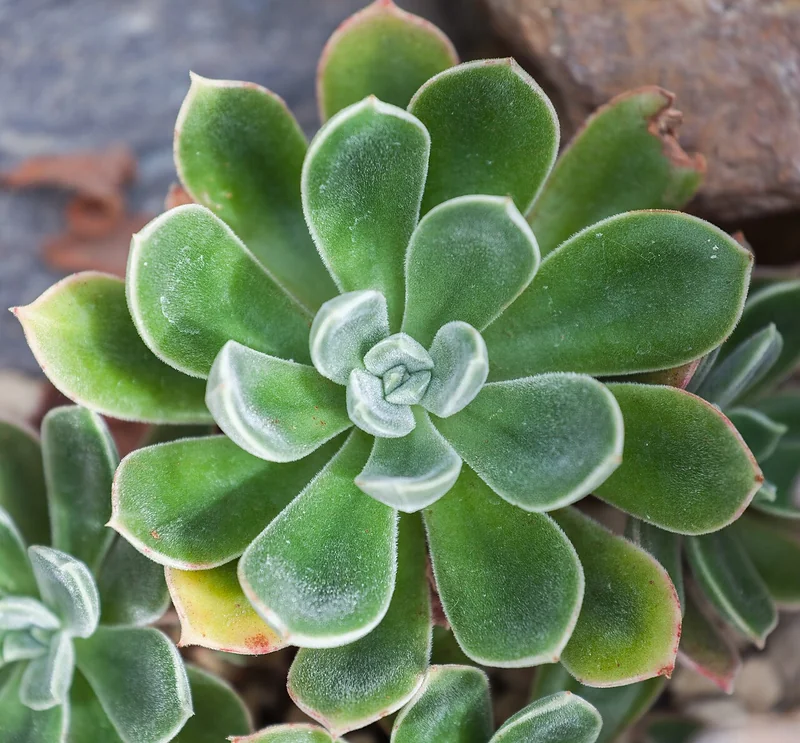 Plush Plant (Echeveria pulvinata)