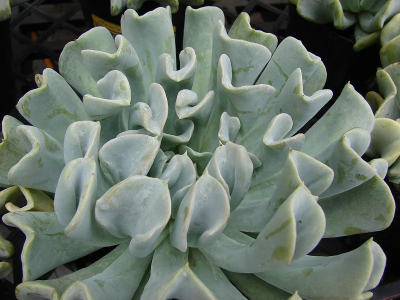 Topsy Turvy (Echeveria runyonii)