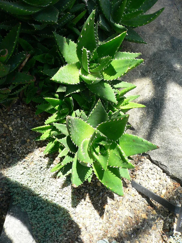 Echeveria setosa hairy rosette with red-yellow flowers