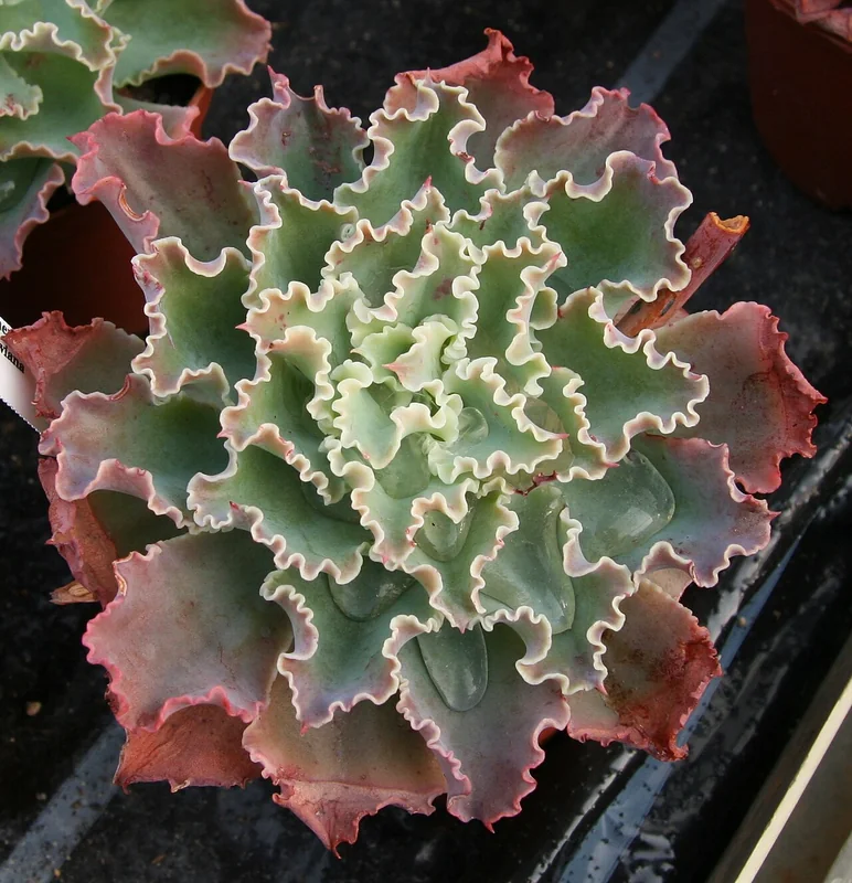 Echeveria shaviana large ruffled pink-grey rosette