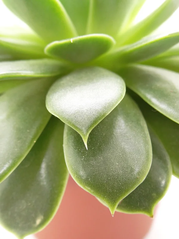 Echeveria subsessilis blue-green rosette with wavy leaf margins