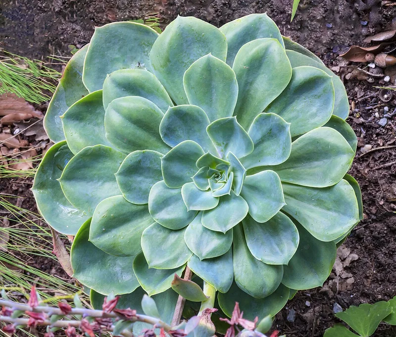 Echeveria sp.