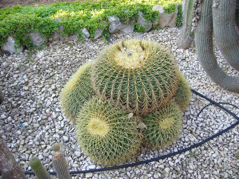 Echinocactus grusonii perfectly globose golden barrel cactus with symmetrical ribs and brilliant golden spines