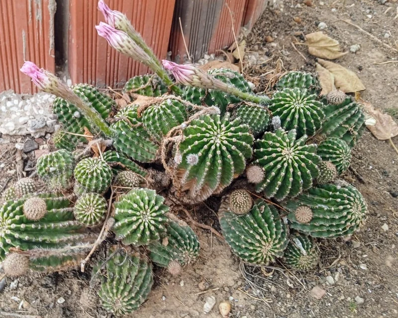 Echinopsis oxygona globular cactus with large pink trumpet-shaped flower opening at night