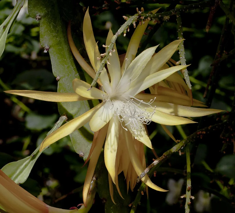 Fishbone Cactus (Epiphyllum anguliger)