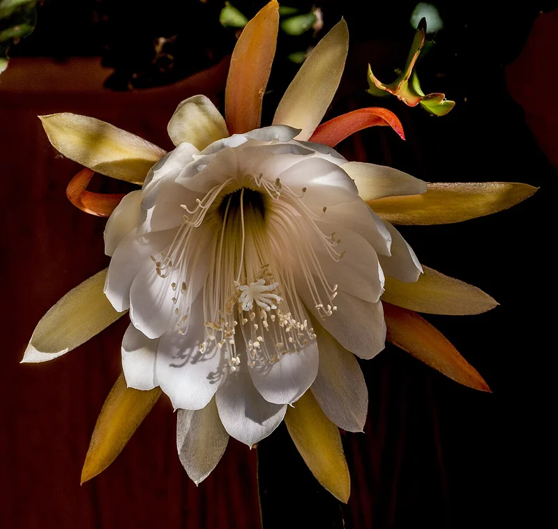 Queen of the Night (Epiphyllum oxypetalum)
