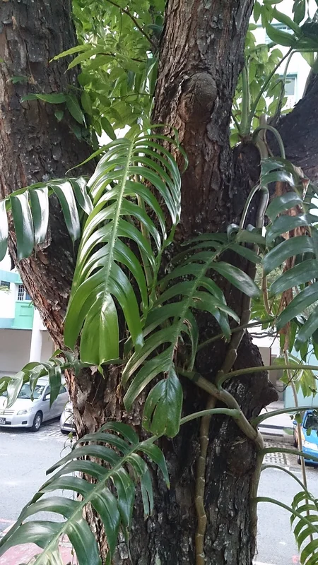 Epipremnum Cebu Blue narrow iridescent silver-blue lance-shaped juvenile leaves on trailing stems