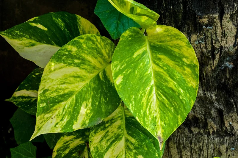 Neon (Epipremnum aureum)