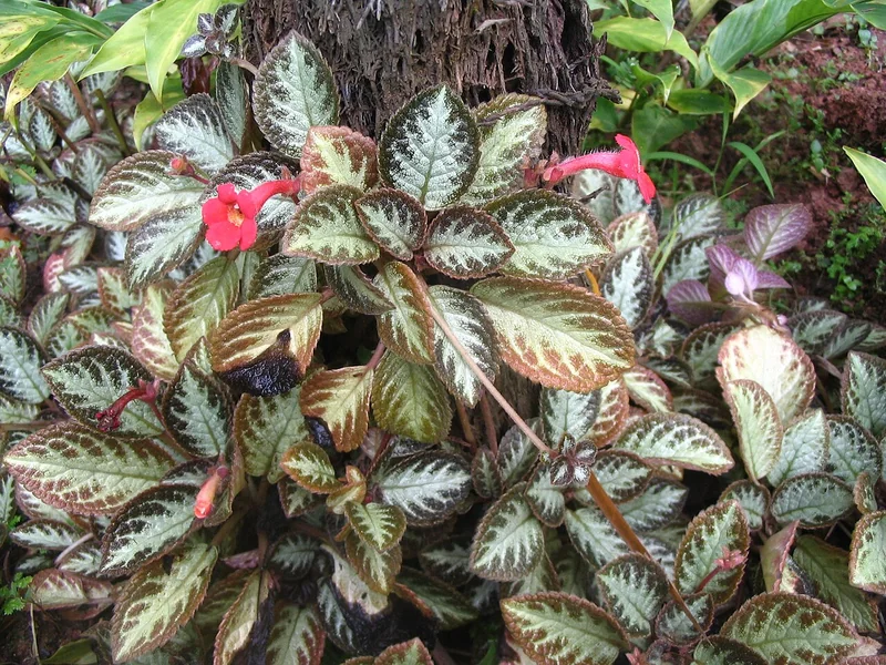 Flame violet (Episcia cupreata)