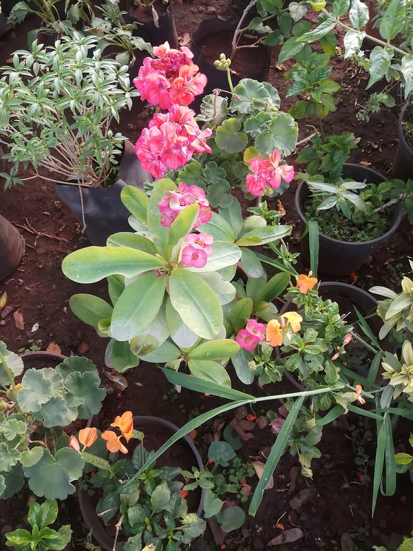 Euphorbia milii spiny stems bearing clusters of bright red bracts surrounding small true flowers