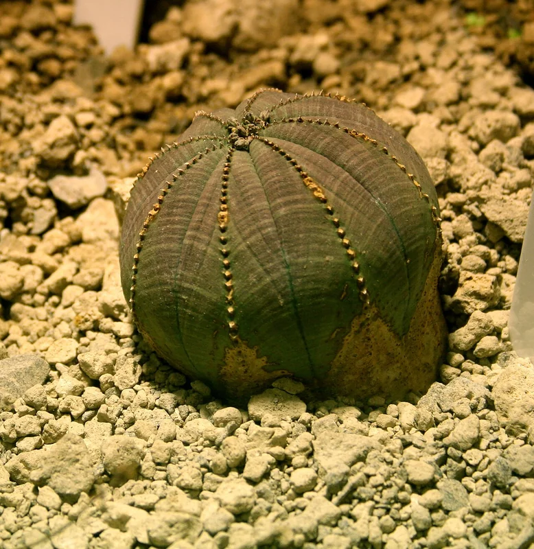 Euphorbia obesa perfectly spherical succulent with 8-ribbed geometric patterning in pale green and grey