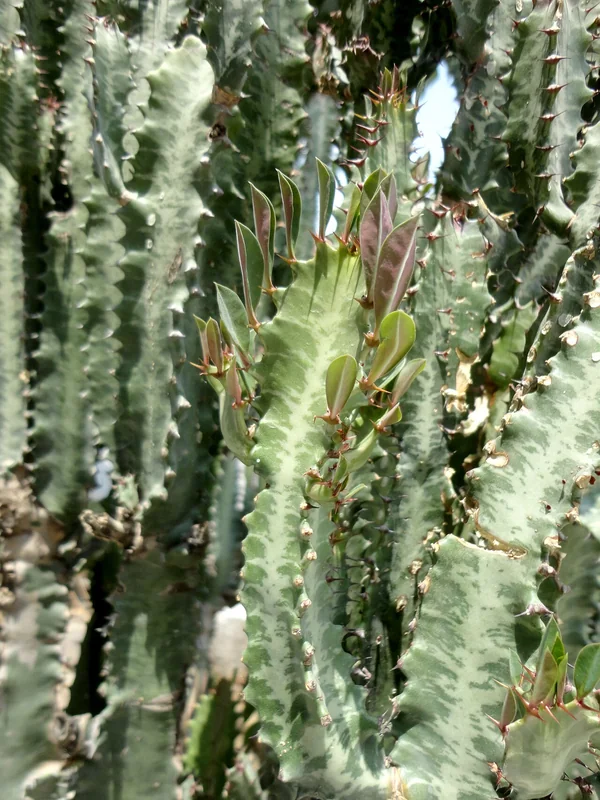 Euphorbia trigona tall candelabra-branching stems with triangular cross-section lined with red-tipped thorns