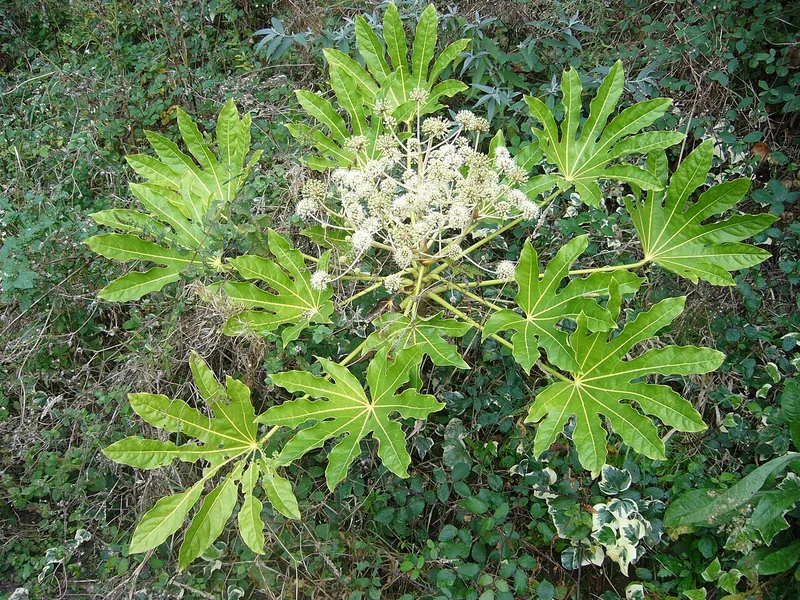 Japanese Aralia (Fatsia japonica)