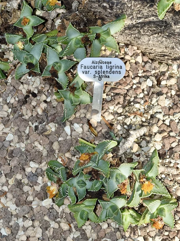Faucaria tigrina tiger's jaw leaves with interlocking white teeth