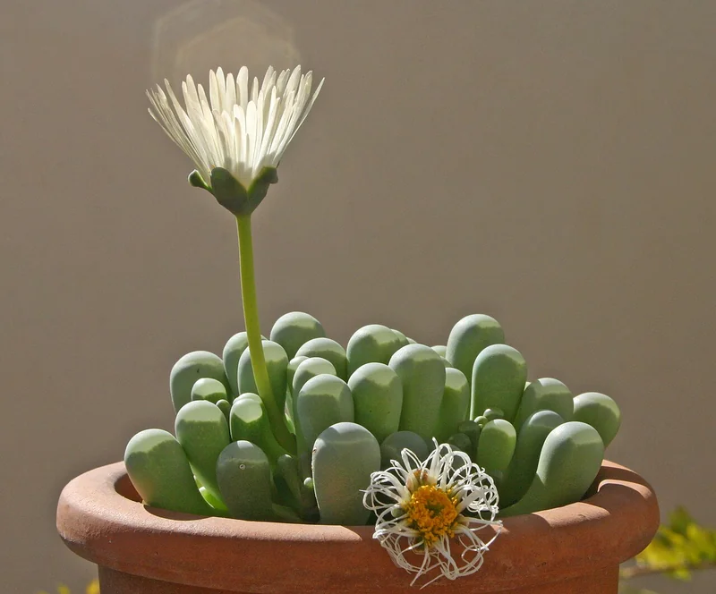 Fenestraria rhopalophylla cluster of club-shaped leaves with translucent flat tips