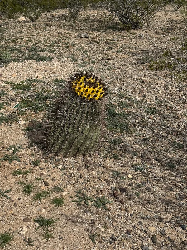 Ferocactus wislizeni tall ribbed barrel cactus with formidable hooked red and yellow central spines