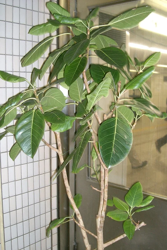 Council Tree (Ficus altissima)