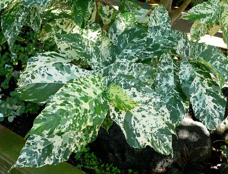 Clown Fig (Ficus aspera)