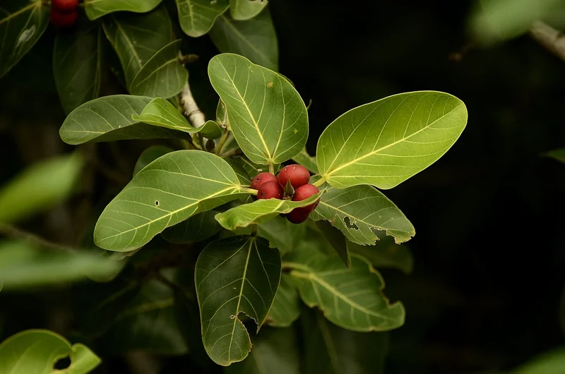 Audrey (Ficus benghalensis)
