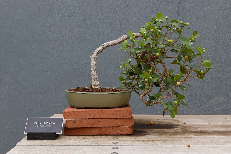 Mistletoe Fig (Ficus deltoidea)