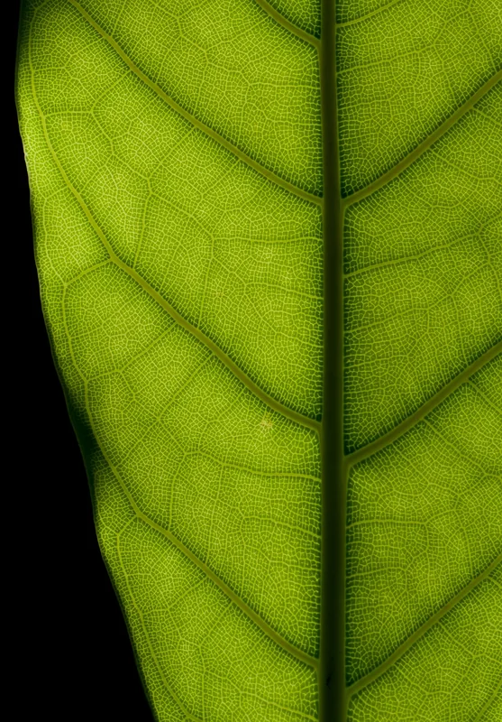 Rubber plant (Ficus elastica)