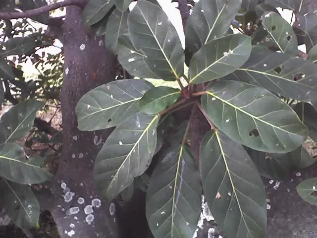 Giant-leaved Fig (Ficus lutea)