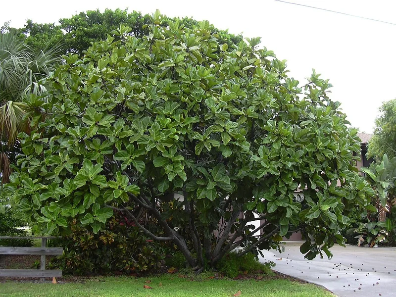Fiddle leaf fig (Ficus lyrata)