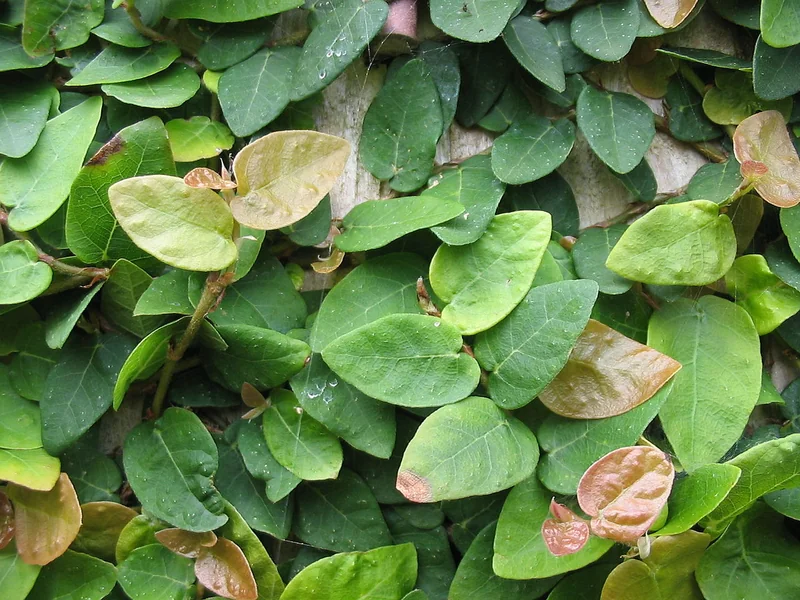 Creeping fig (Ficus pumila)