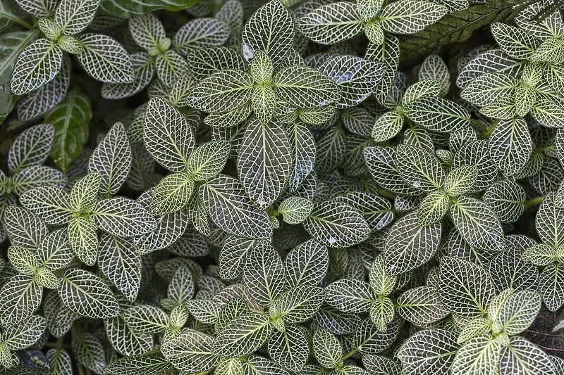 Nerve plant (Fittonia albivenis)
