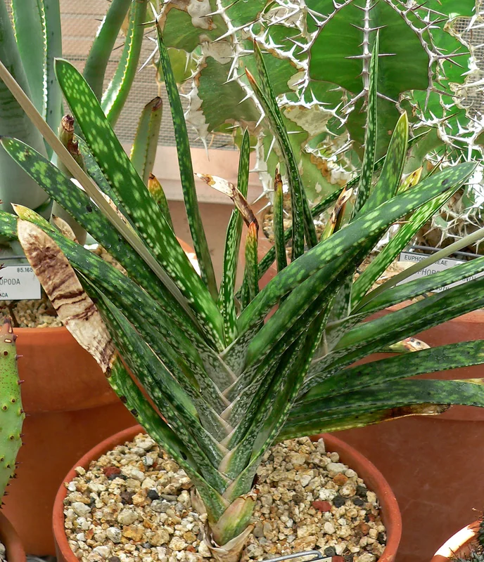 Ox tongue (Gasteria bicolor)