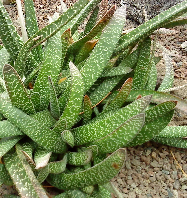 Gasteria carinata with thick tongue-shaped warty leaves