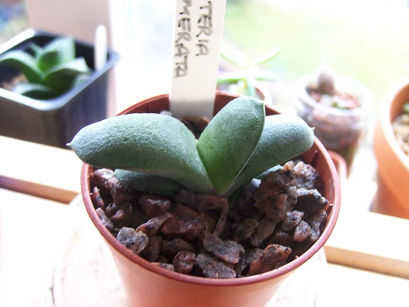 Gasteria glomerata compact clumping rosettes