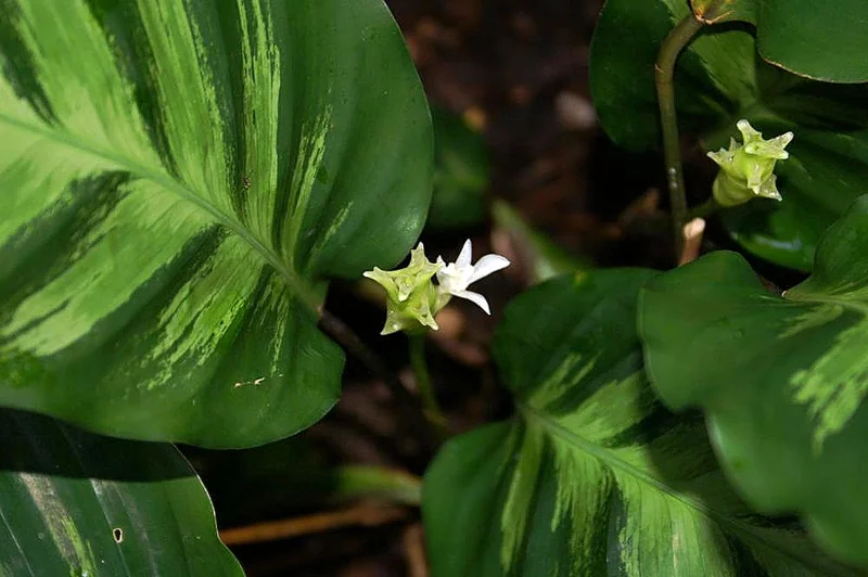 Albert's Goeppertia (Goeppertia albertii)